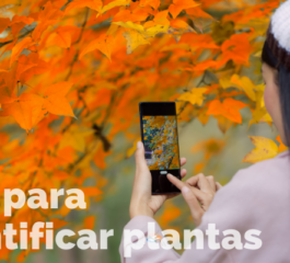 App Plantas – Saiba Identificar Todas